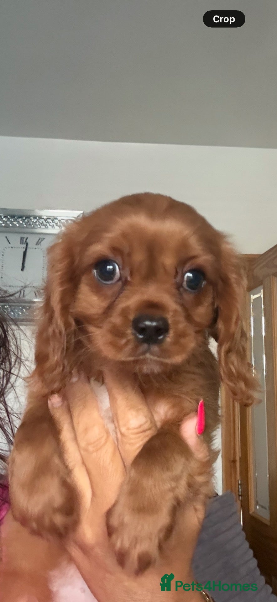 Cavalier King Charles Spaniel dogs 💙Ready now Kc dna clear cavalier pupies 💙 - Advert 6