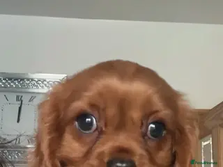 Cavalier King Charles Spaniel dogs 💙Ready now Kc dna clear cavalier pupies 💙 - Advert 6