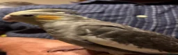 Cockatiels birds for sale: Young male cockatiel  - Advert 5