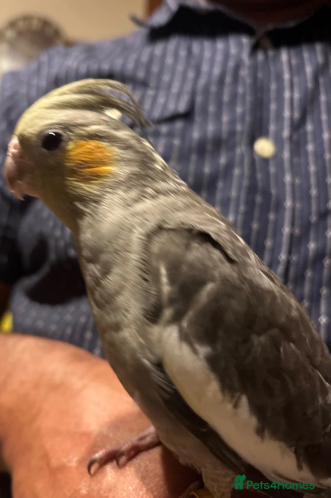 Cockatiels birds for sale: Young male cockatiel  - Advert 5