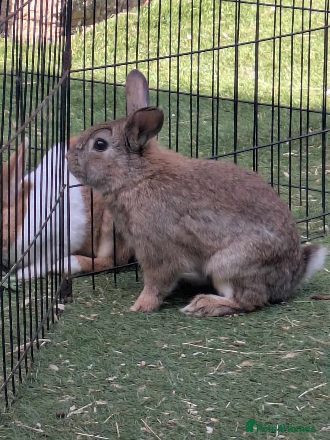 Mixed Breed rabbits for sale: Mixed Breed Rabbit Male in Andover - Advert 3