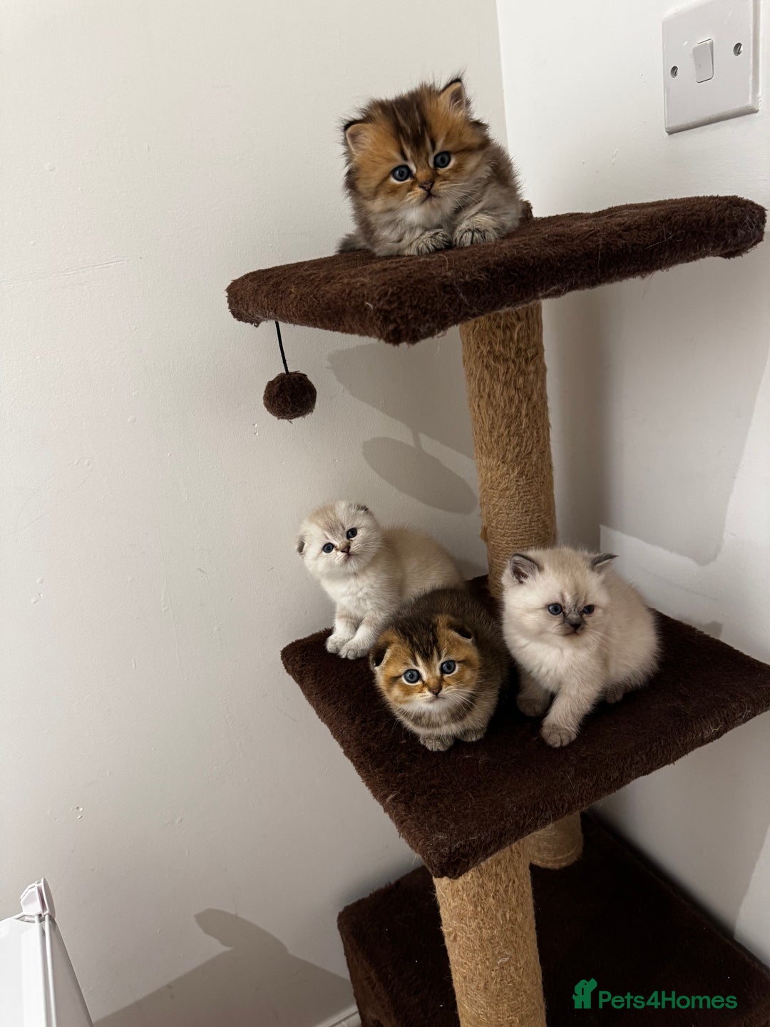 Scottish Fold cats for sale: Purebred Chinchilla Scottish Fold Kittens  🐾 - Advert 29