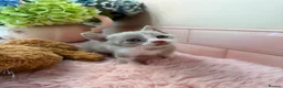 Scottish Fold cats for sale: Stunning Scottish fold & Selkirk Rex kitten  - Advert 18