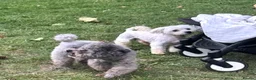 Maltipoo dogs for sale: Beautiful Maltipoo Puppies Looking4Forever Homes - Advert 7