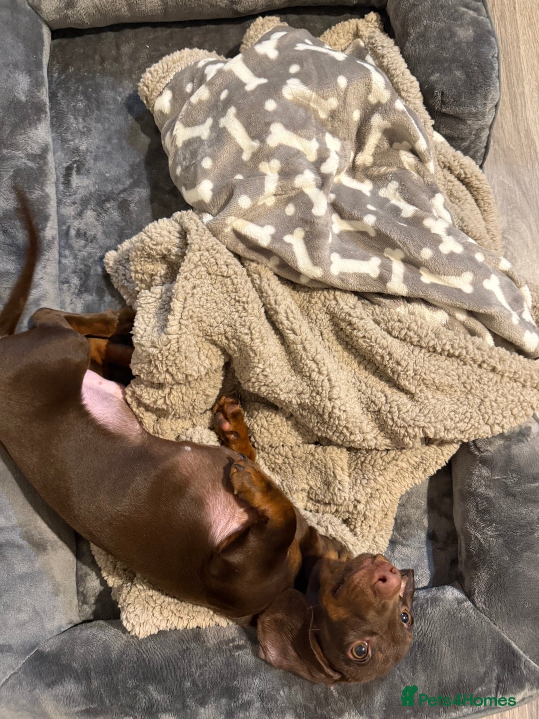 Miniature Dachshund dogs for sale: 6 months miniature dachshund - Advert 6