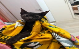 Bombay cats for sale: Little Oreo is looking for a loving home - Image 3