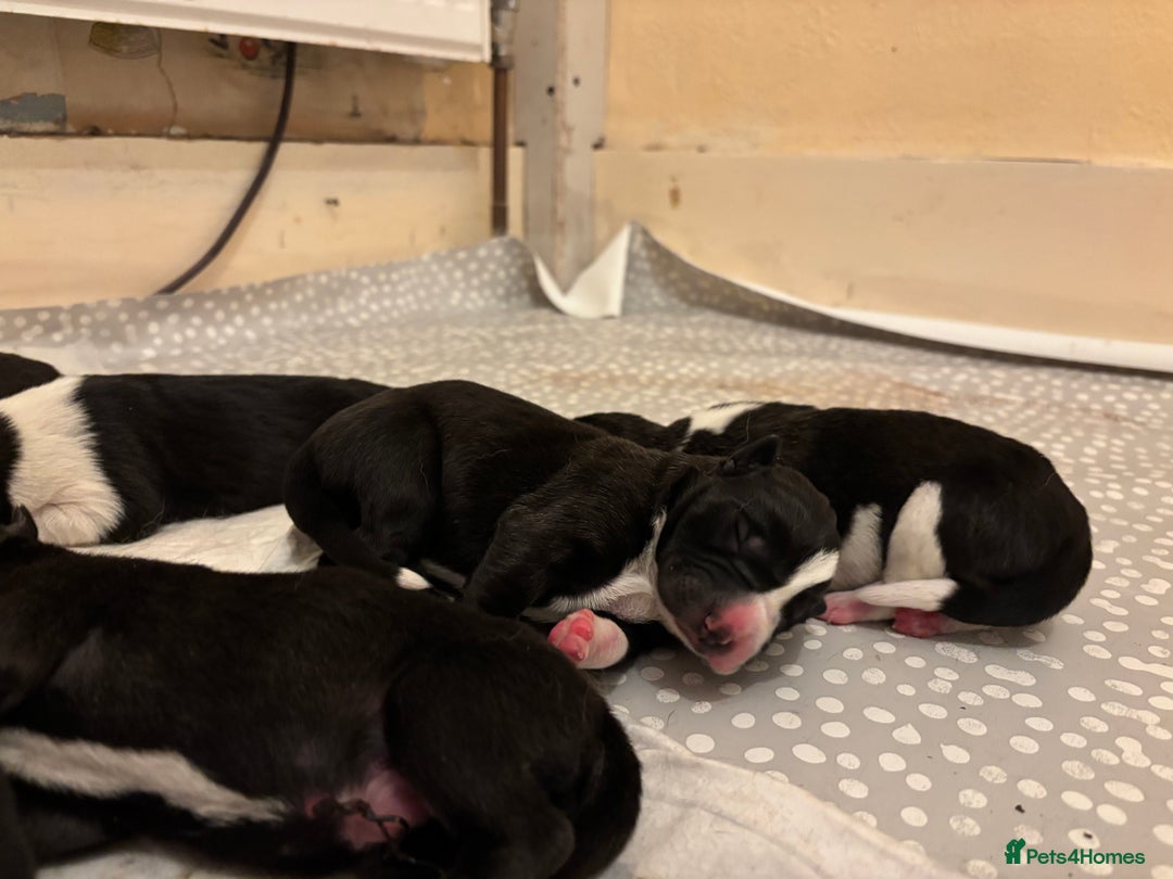 Akita dogs for sale: Black Mask American Akita Puppies - Advert 9