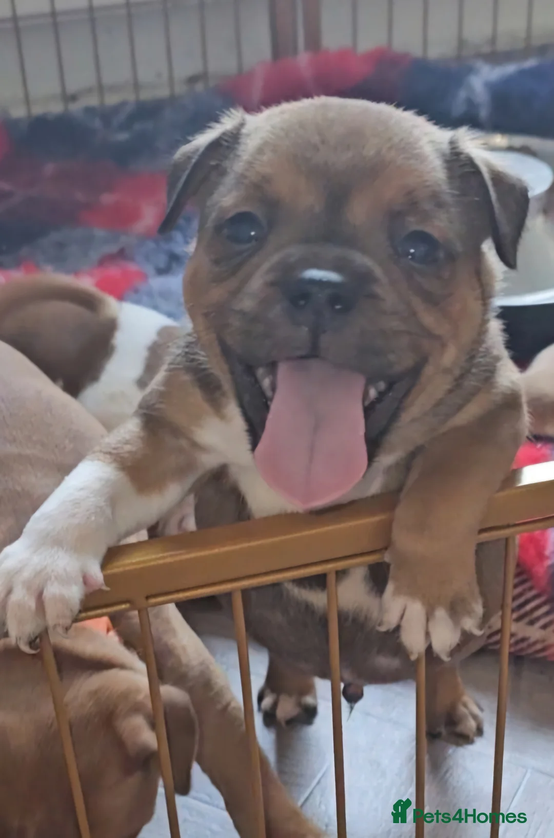 Staffordshire Bull Terrier dogs for stud: 🥨THE RED DREAM TEAM🥨 Exceptional temprements. in Rochdale - Advert 19