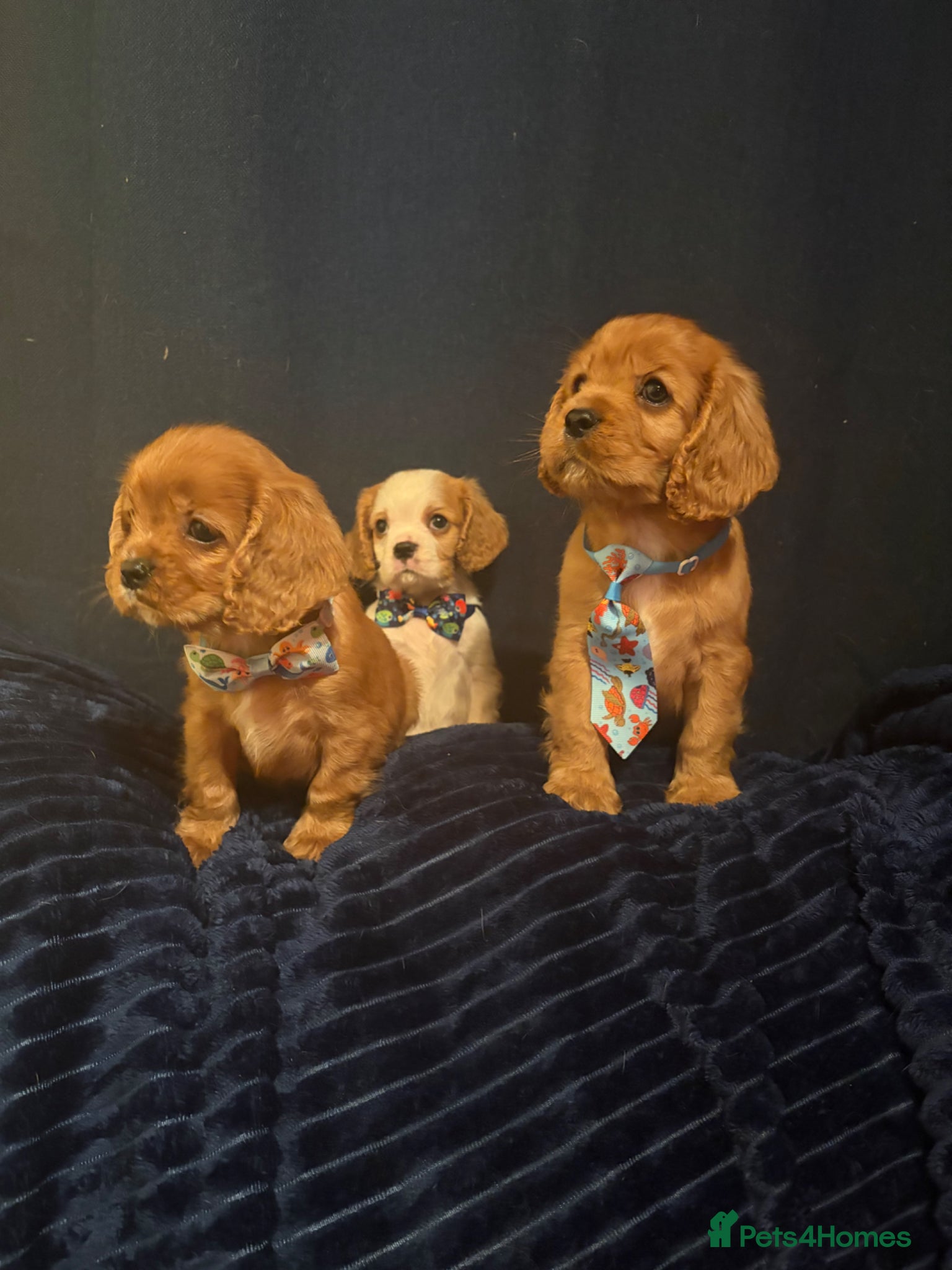 Cavalier King Charles Spaniel dogs Beautiful King Charles spaniels boys - Advert 1