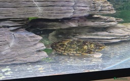 Turtle reptiles for sale: 2 musk turtles and tank - Image 2