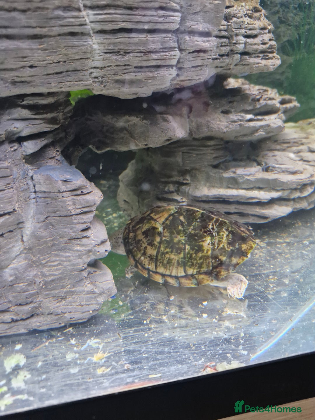 Turtle reptiles for sale: 2 musk turtles and tank - Image 2