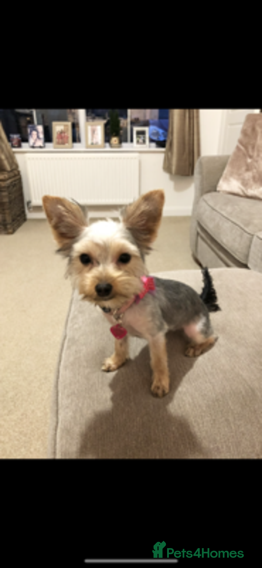 Yorkshire Terrier dogs for sale: active Yorkshire terrier  - Advert 5