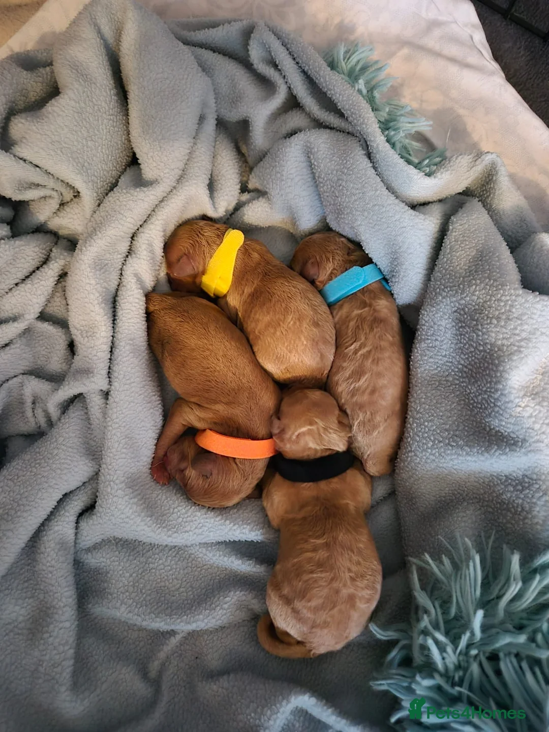 Miniature Poodle dogs for stud: Lorayla's Isadora's legacy - Advert 2