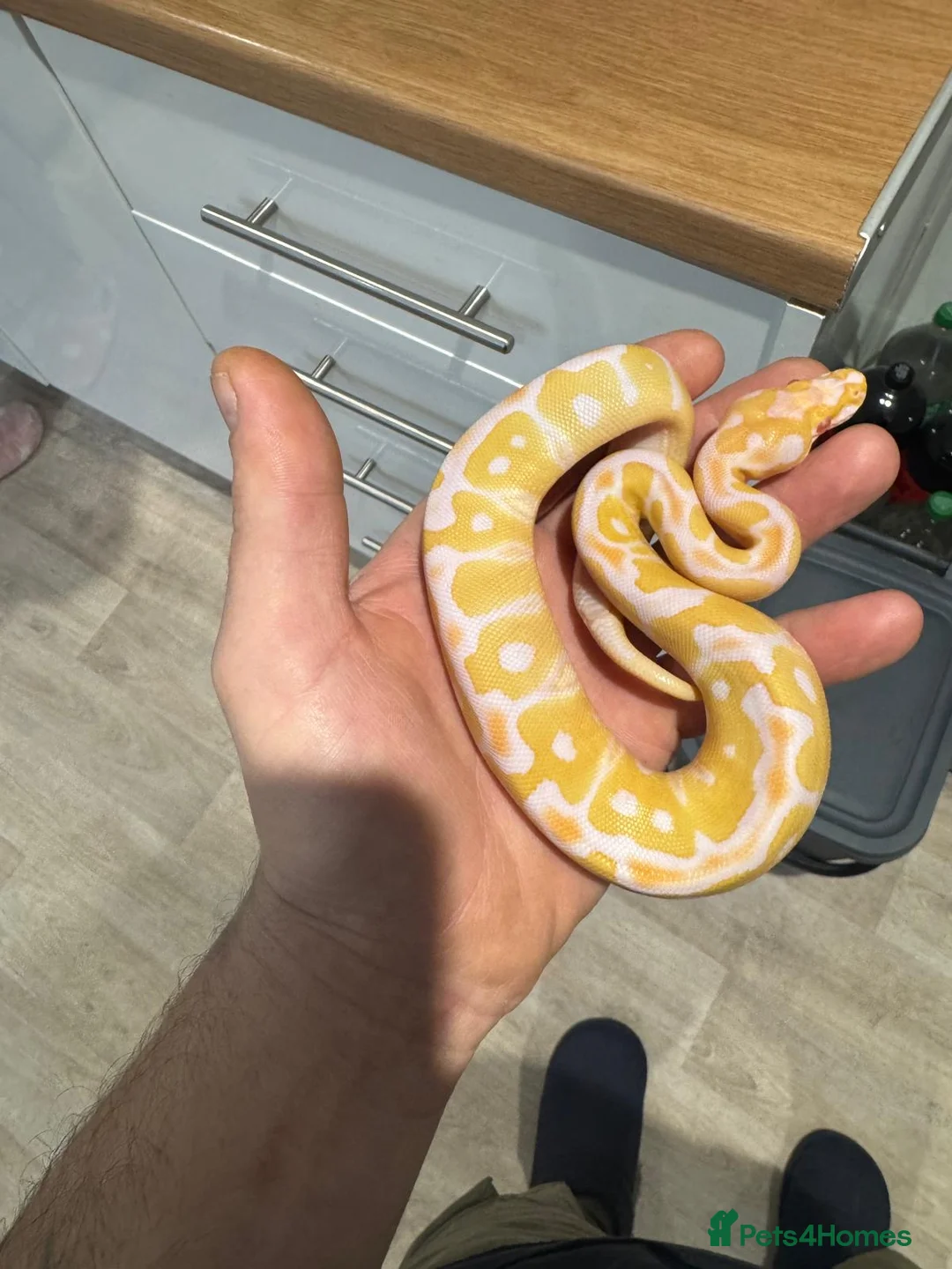 Python Snake reptiles for sale: Albino Clown het pied baby ball python - Advert 2
