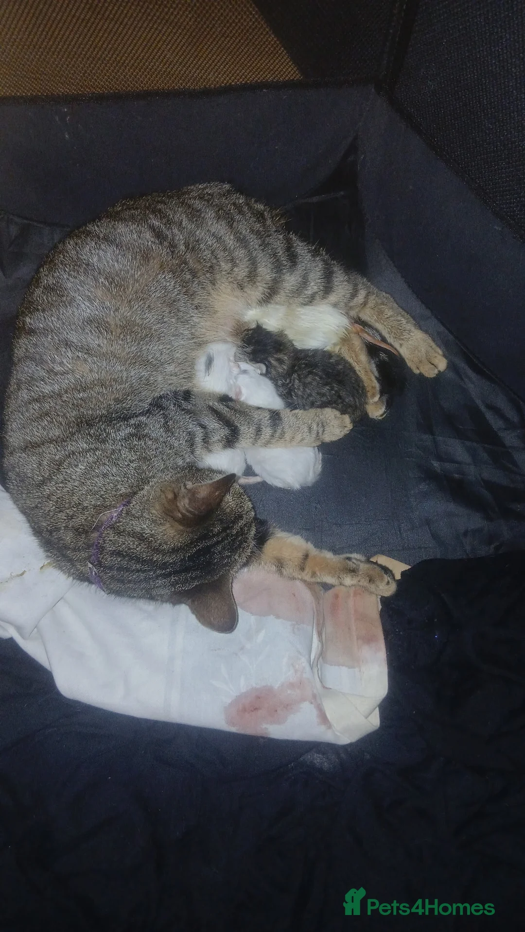 Ragdoll cats for sale: Fluffy Ragdoll X Bengal Kitten  - Advert 8