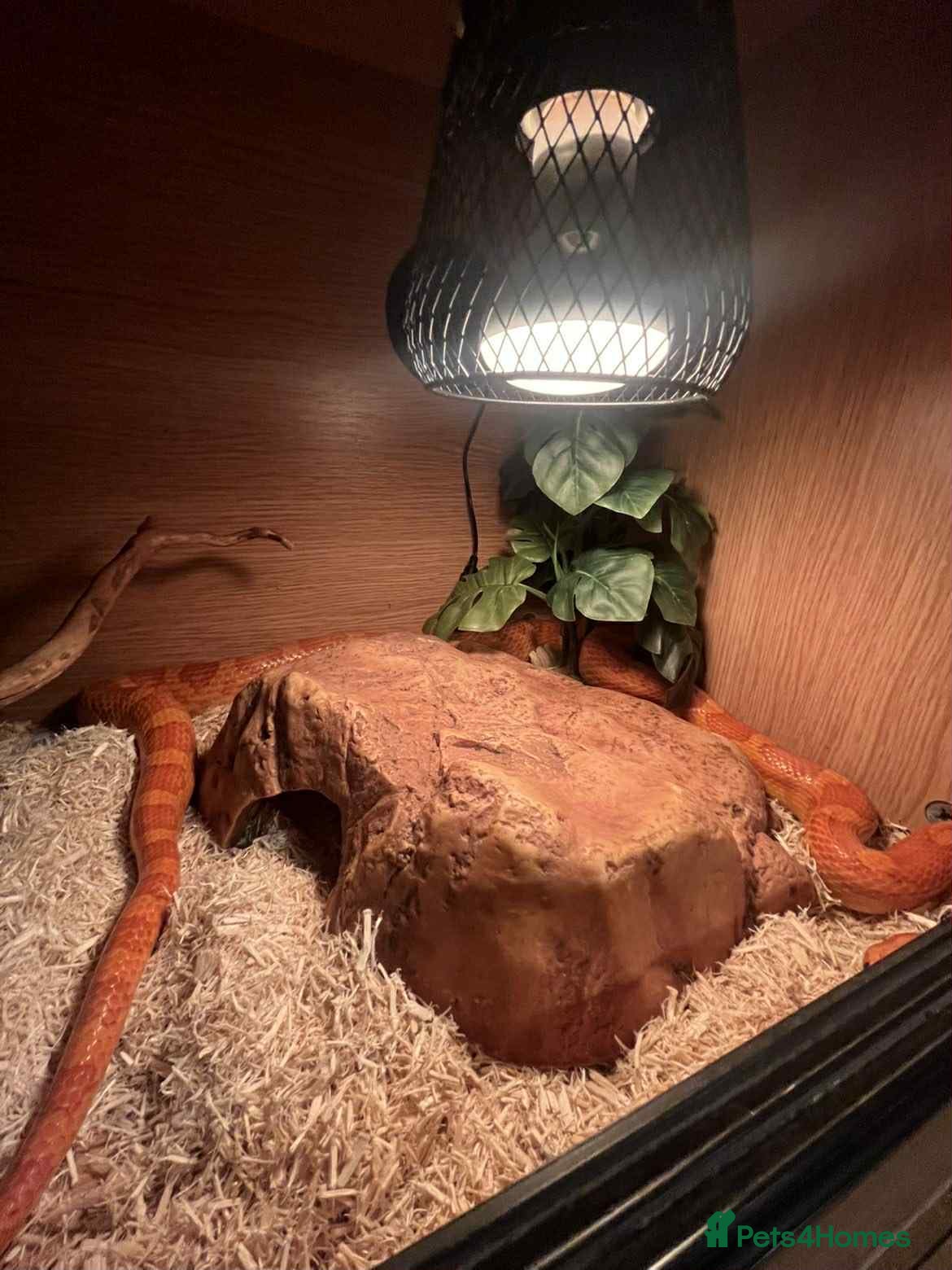 Corn Snake reptiles Corn snake and viv - Advert 1