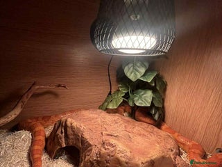 Corn Snake reptiles Corn snake and viv - Advert 1