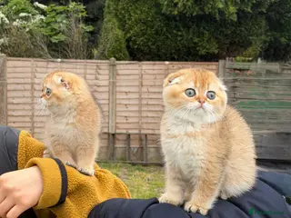 Scottish Fold cats British Shorthaired Golden Cats - Advert 6