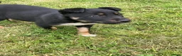 Mixed Breed dogs for sale: Huntaway x Collie - Advert 6