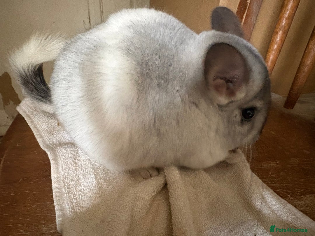 Chinchilla rodents for sale: Trio of Young Males - Image 7