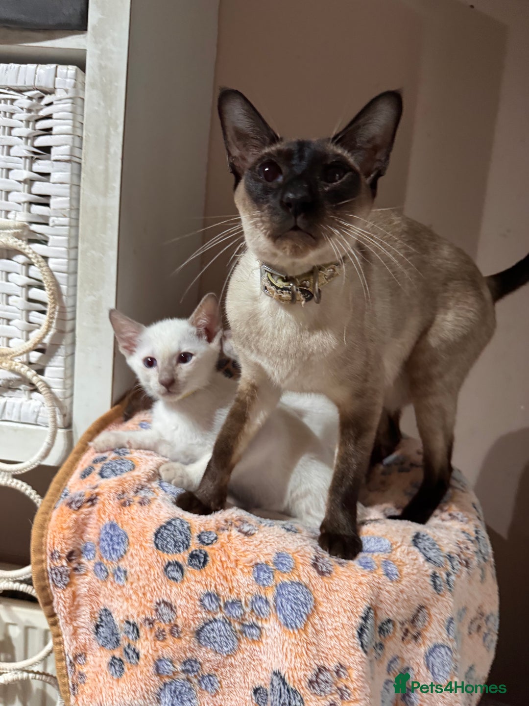 Siamese cats for sale: 4 adorable lilac and chocolate point Siamese  - Advert 6