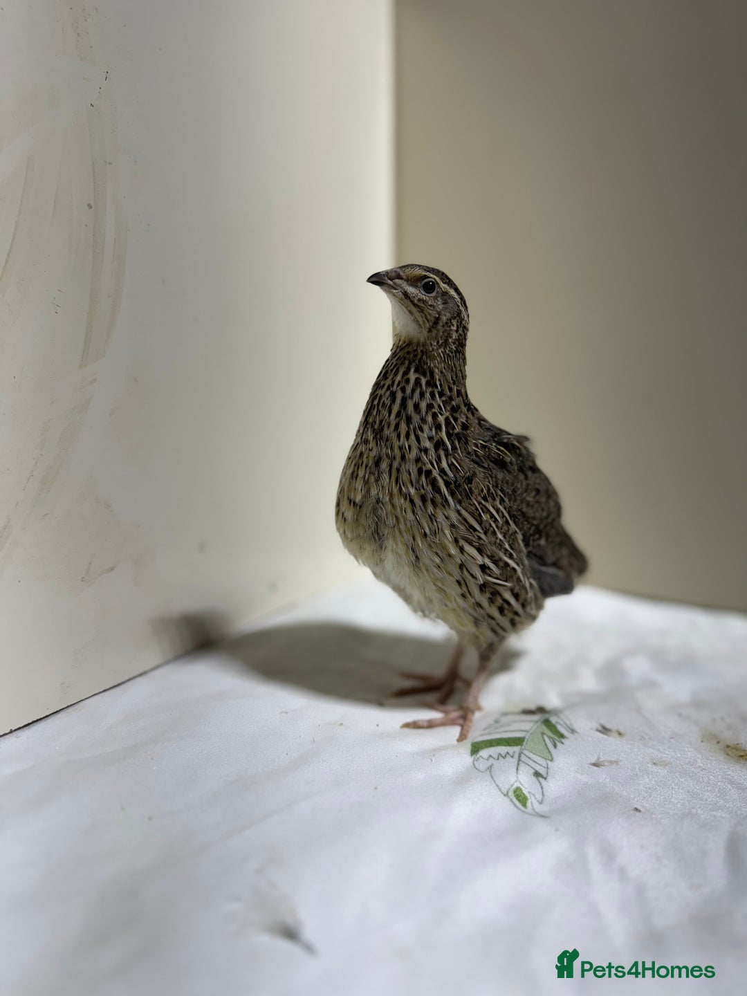 Quail poultry for sale: Quails females, males and chicks  - Advert 1
