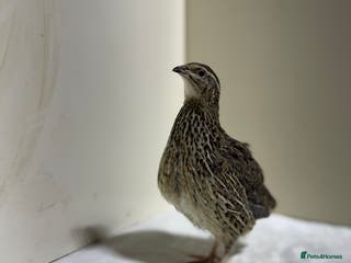 Quail poultry Quails females, males and chicks - Advert 17