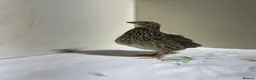 Quail poultry for sale: Mix Quails in different colours and sizes  - Advert 1