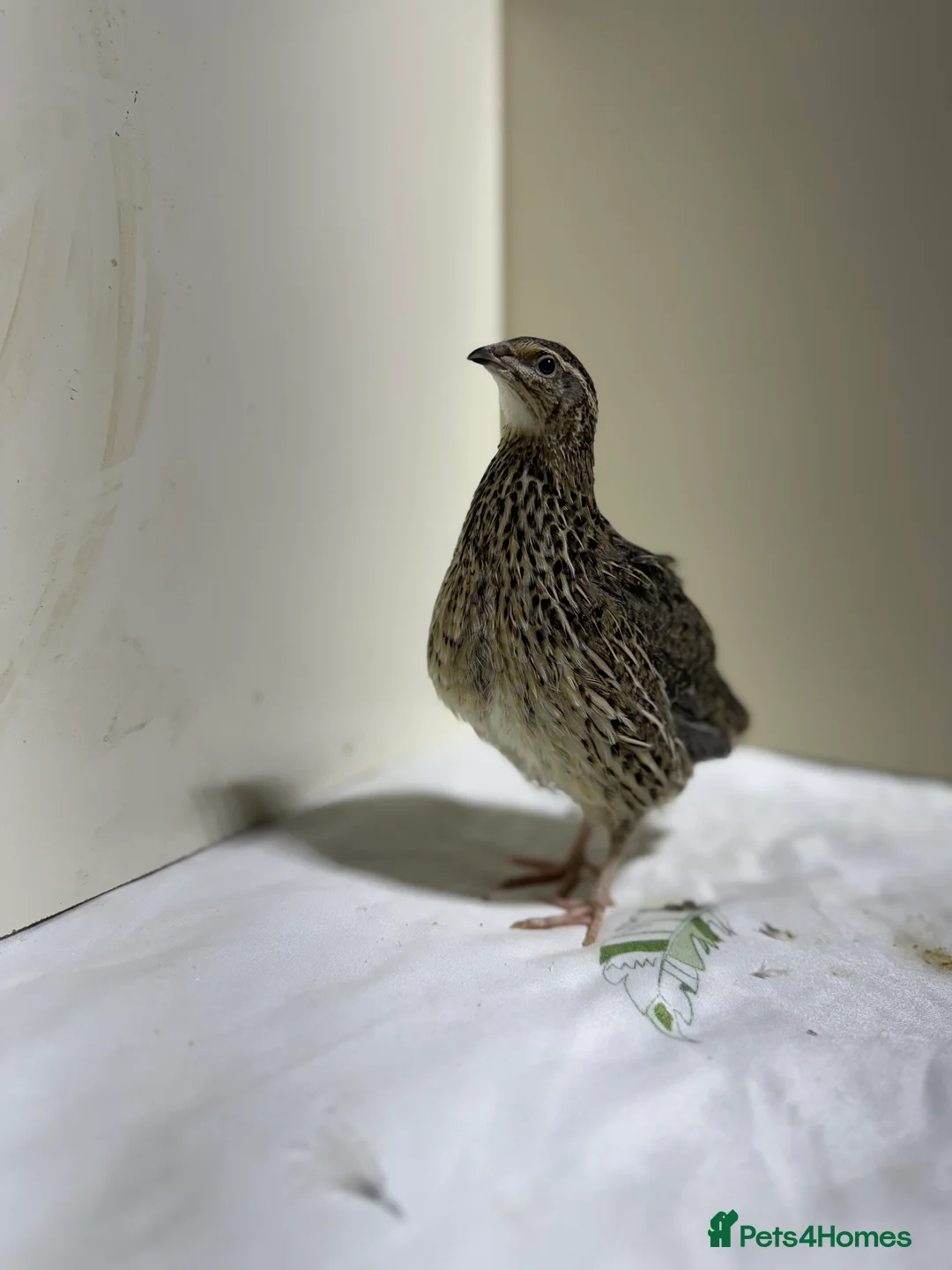 Quail poultry for sale: Mix Quails in different colours and sizes  - Advert 1