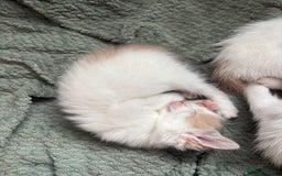 Mixed Breed cats for sale: 5 Adorable Fluffy White Playful Kittens  - Image 13