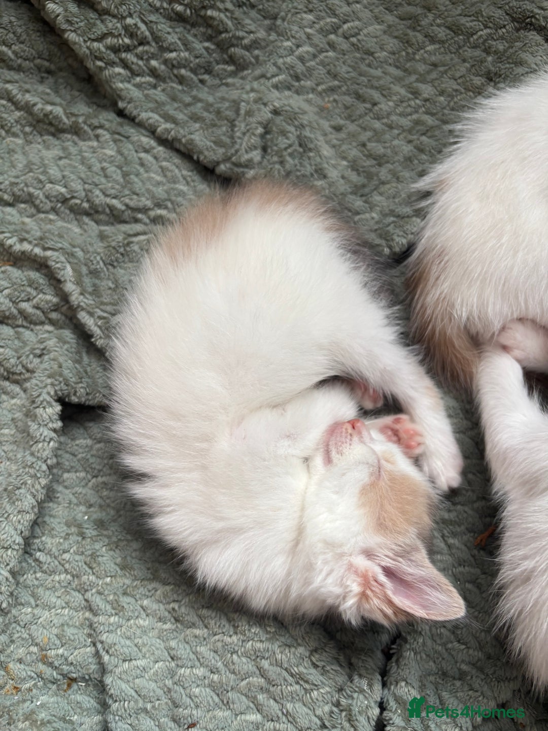 Mixed Breed cats for sale: 5 Adorable Fluffy White Playful Kittens  - Image 13