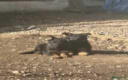 German Shepherd dogs for sale: Stunning blood line german shepherd puppy  - Image 10