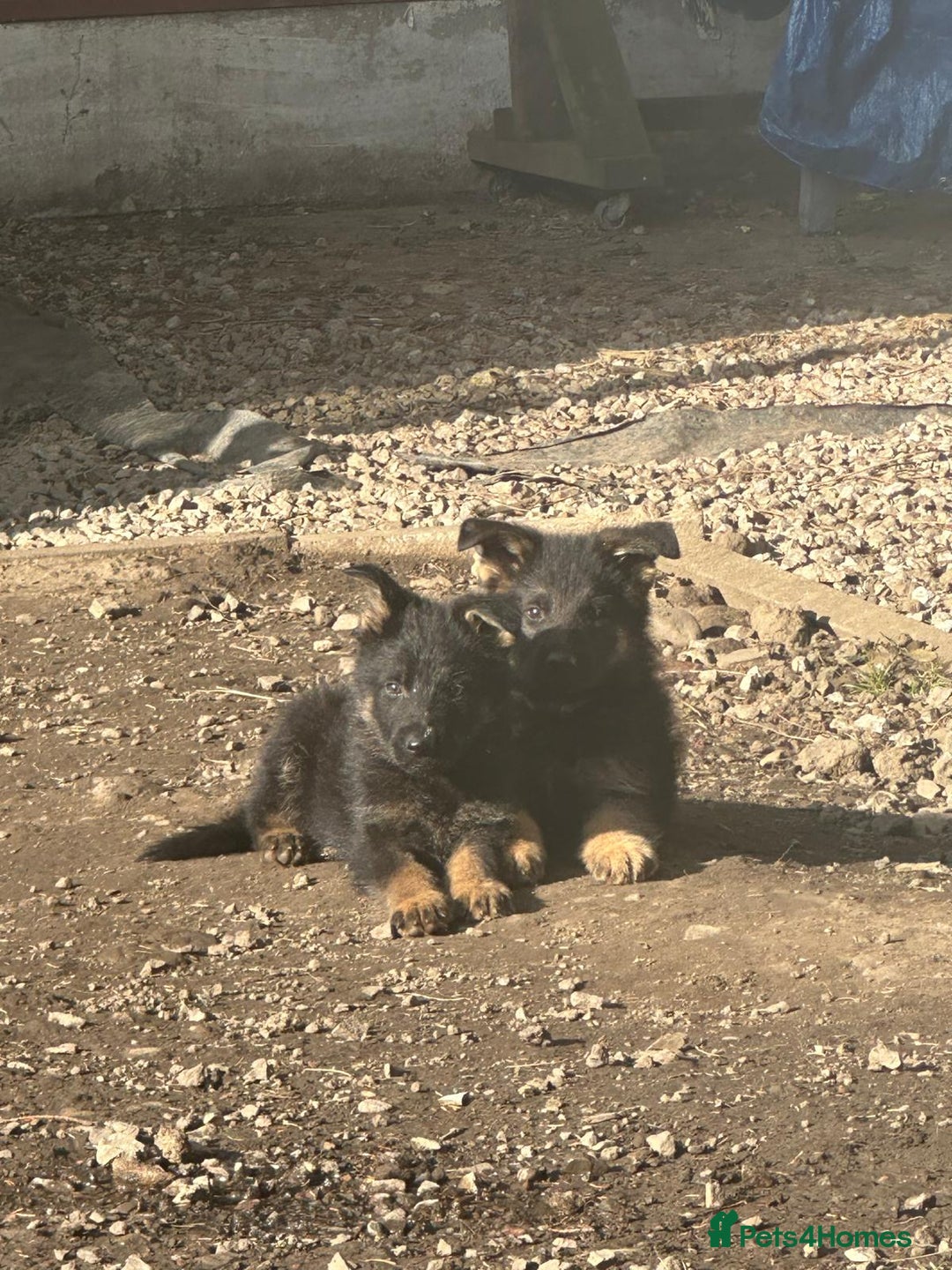 German Shepherd dogs for sale: Stunning blood line german shepherd puppy  - Image 10