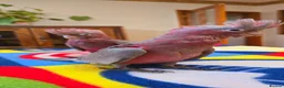Cockatoo birds for sale: Hand-Raised cockatoo Galah Baby Parrot - Advert 6