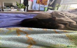 Mixed Breed cats for sale: 2 Adorable Black Girl Kittens Looking for Homes - Image 7