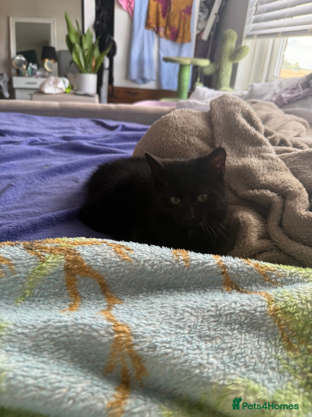 Mixed Breed cats for sale: 2 Adorable Black Girl Kittens Looking for Homes - Image 7