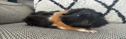 Guinea Pig rodents for sale: Female guinea pig  - Advert 6