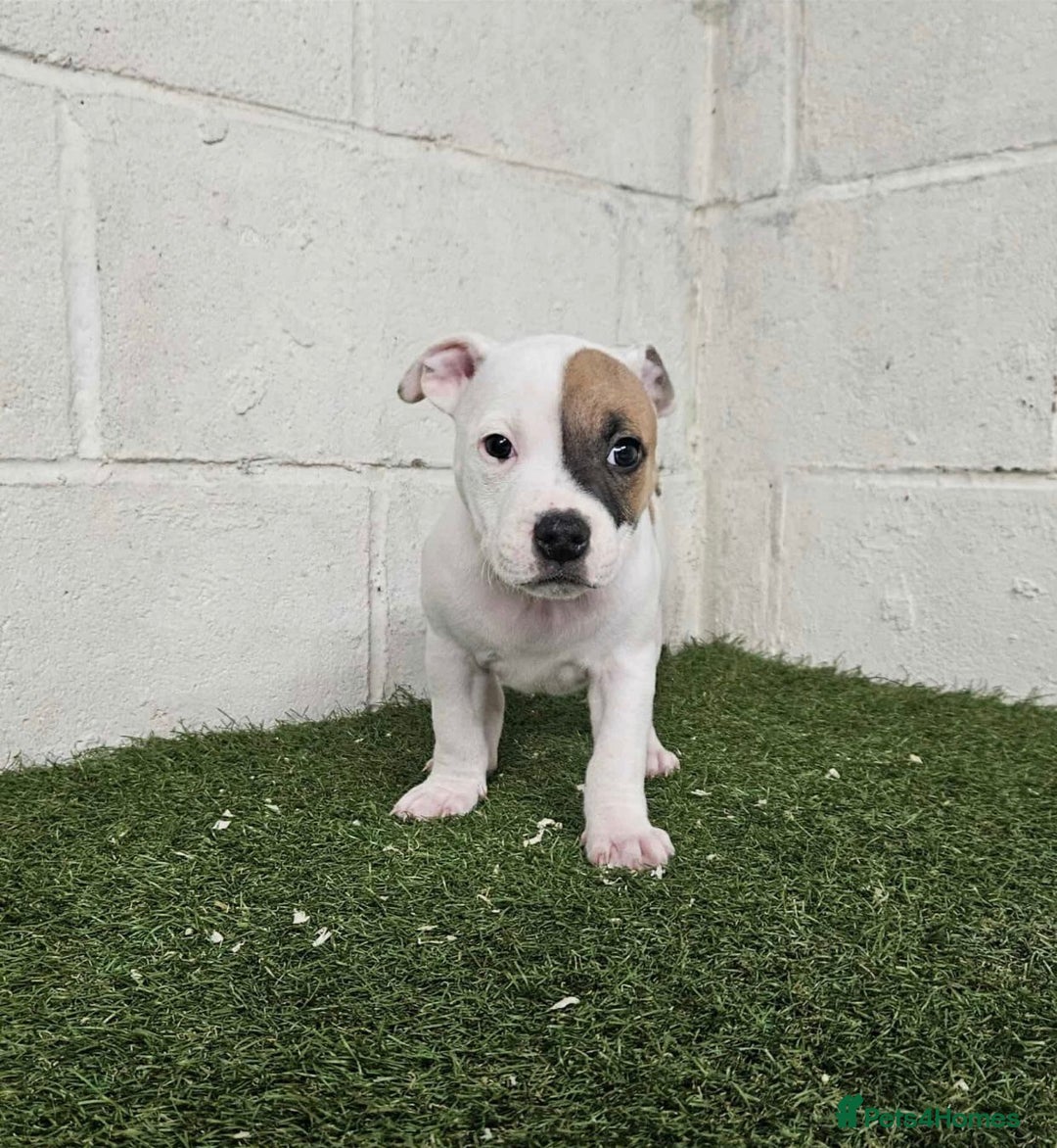 Staffordshire Bull Terrier dogs for sale: Kc Staffordshire bull terrier puppies  - Image 11