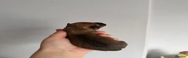 Sable brown girl 
