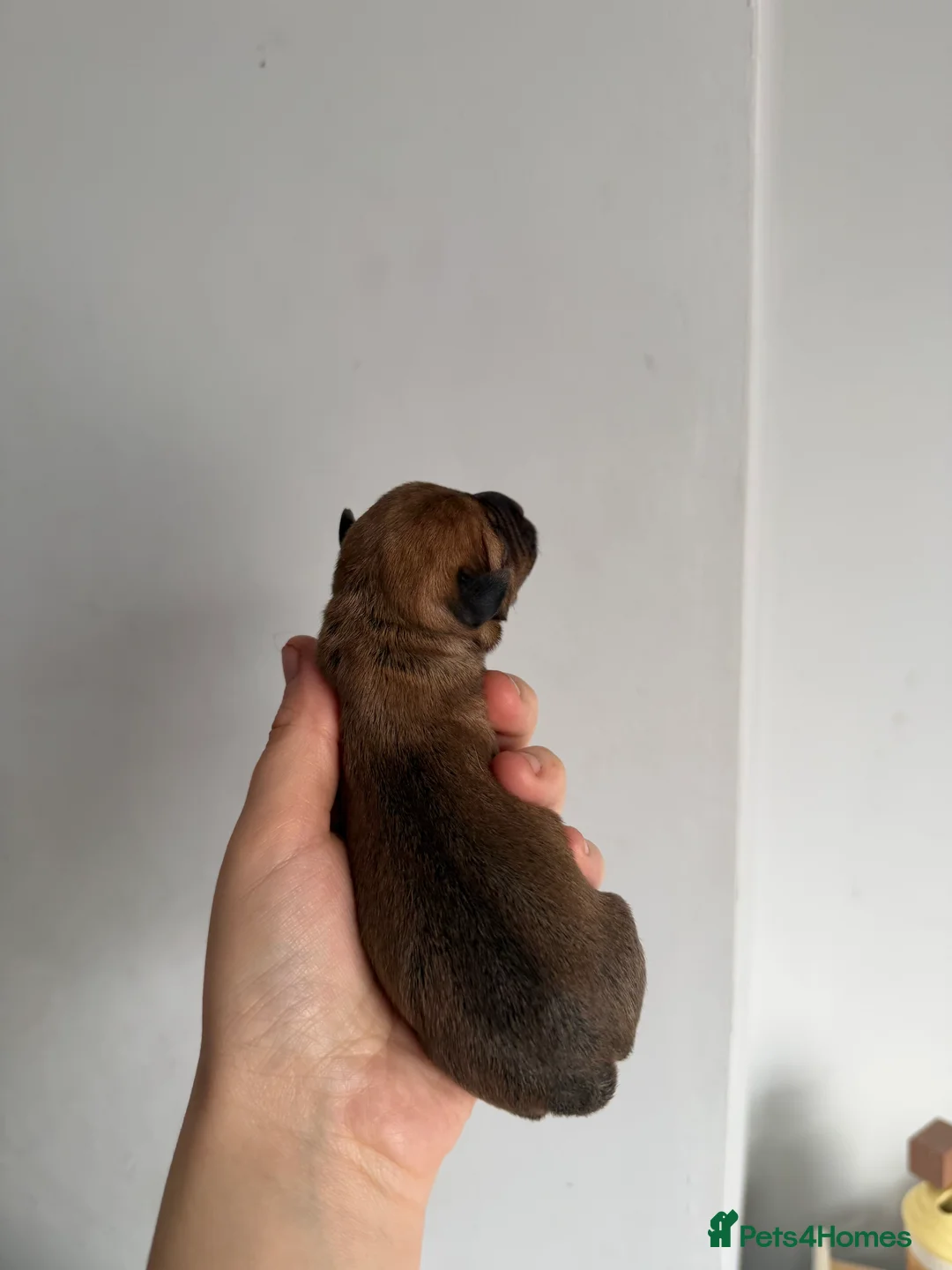 Jack Russell dogs for sale: Rare miniature jack Russell puppies  in Oldham - Advert 2
