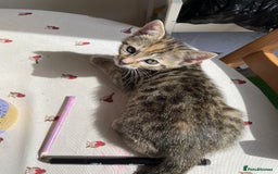 Savannah cats for sale: Savannah/Maine Coon Kittens Excellent Temperament - Image 2