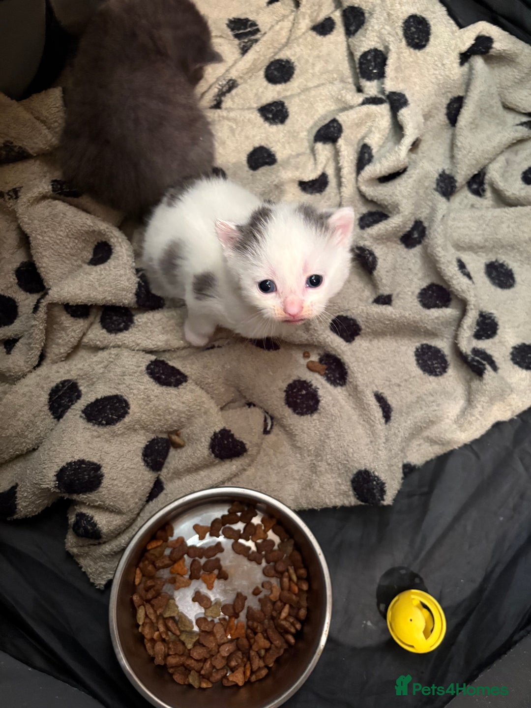Domestic Shorthair cats for sale: Beautiful Litter of 4 Kittens - Image 8
