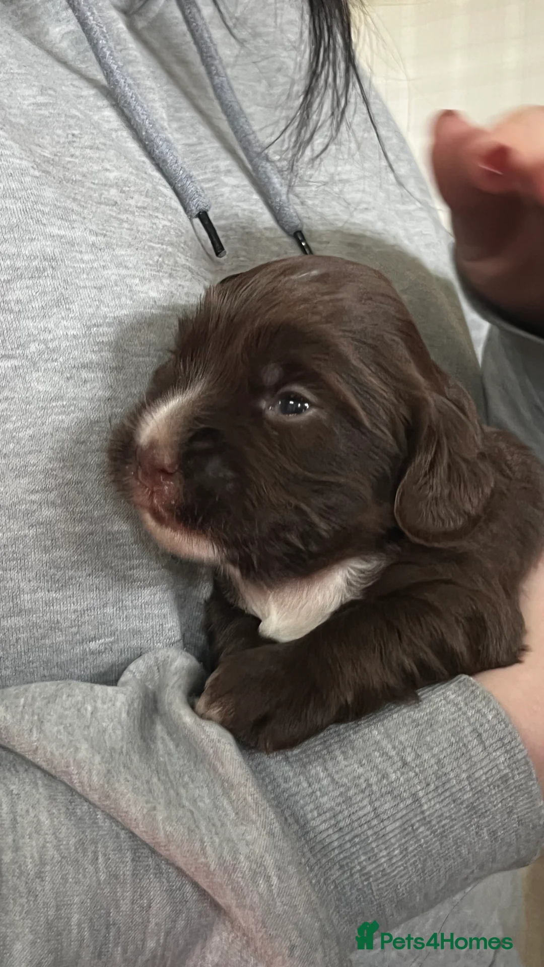 Cocker Spaniel dogs for sale: Well Bred working cocker spaniel bitches  - Advert 8