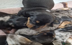 Miniature Dachshund dogs for sale: Dapple Piebald Miniature Dachshund Puppies - Advert 4