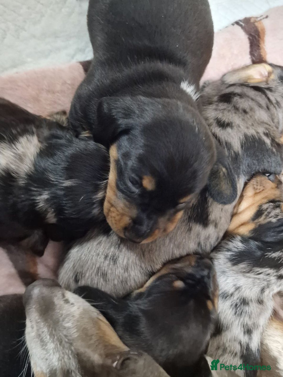 Miniature Dachshund dogs for sale: Dapple Piebald Miniature Dachshund Puppies - Advert 4