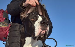 Great Dane dogs for stud: OPEN FOR STUD Stunning Apollo in Bathgate - Image 12