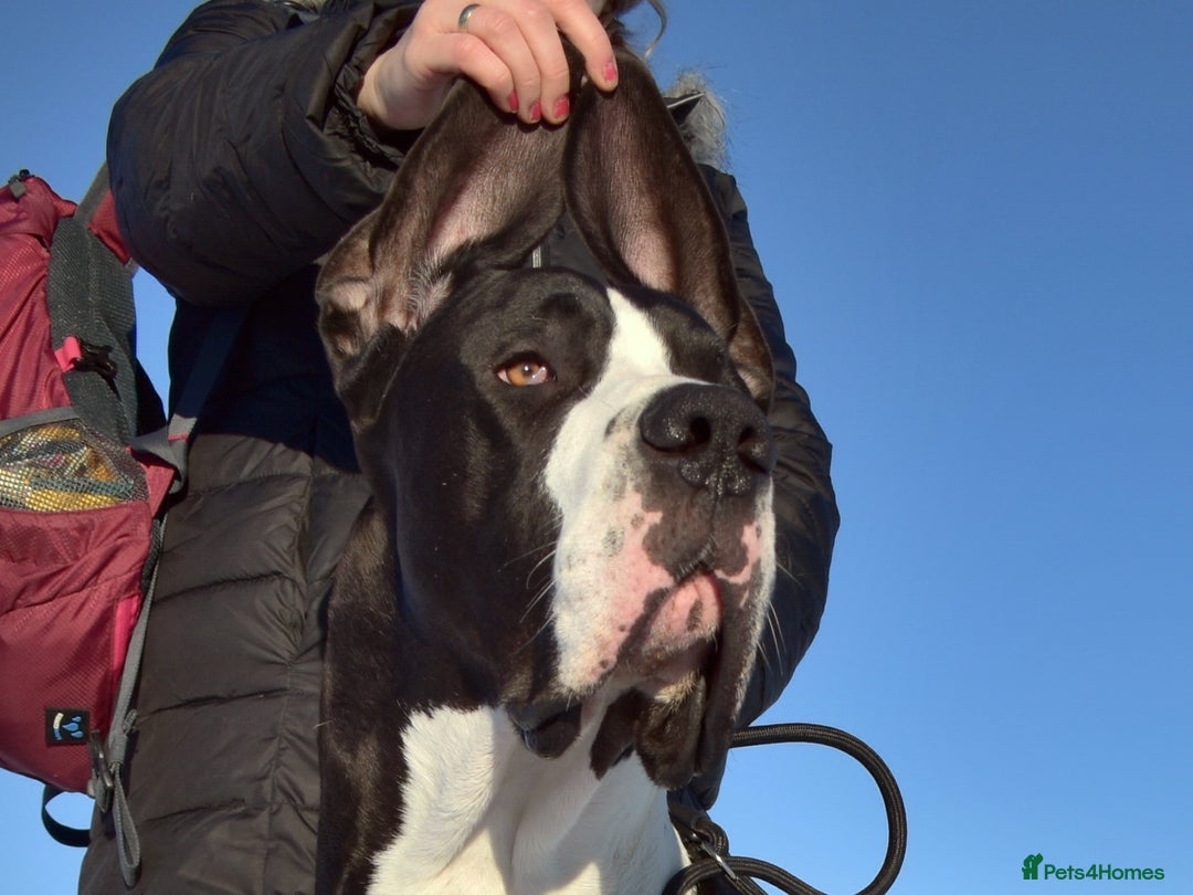 Great Dane dogs for stud: OPEN FOR STUD Stunning Apollo in Bathgate - Image 12