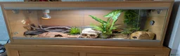 Leopard Gecko reptiles for sale: Leopard gecko 🦎 & vivarium  in Chippenham - Advert 10