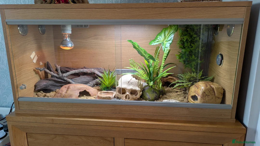 Leopard Gecko reptiles for sale: Leopard gecko 🦎 & vivarium  in Chippenham - Advert 10
