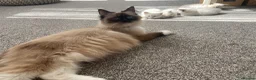 Ragdoll cats for sale: Beautiful ragdolls  - Advert 3